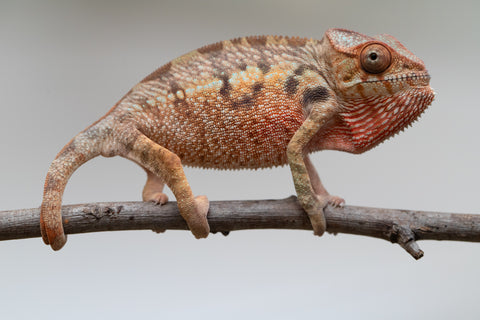 Holdbacks/Individuals: Ambilobe offspring from "Manamanga-anina" (AKA Blue Breeze) x "Sira" (AKA Salt) - Hatched June/July 2025 - Female #1