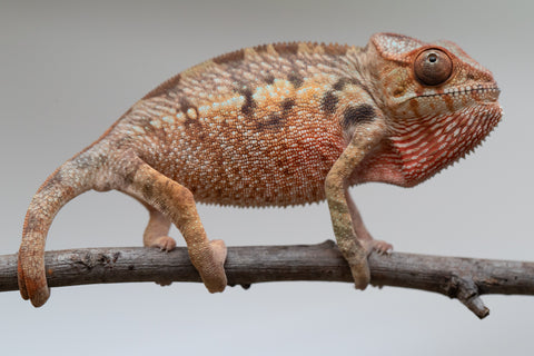Holdbacks/Individuals: Ambilobe offspring from "Manamanga-anina" (AKA Blue Breeze) x "Sira" (AKA Salt) - Hatched June/July 2025 - Female #1