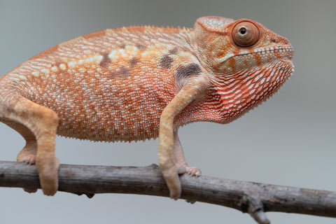Holdbacks/Individuals: Ambilobe offspring from "Manamanga-anina" (AKA Blue Breeze) x "Sira" (AKA Salt) - Hatched June/July 2025 - Female #1