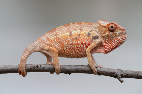 Holdbacks/Individuals: Ambilobe offspring from "Manamanga-anina" (AKA Blue Breeze) x "Sira" (AKA Salt) - Hatched June/July 2025 - Female #1