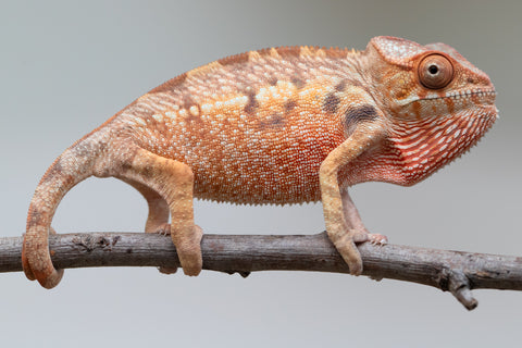 Holdbacks/Individuals: Ambilobe offspring from "Manamanga-anina" (AKA Blue Breeze) x "Sira" (AKA Salt) - Hatched June/July 2025 - Female #1