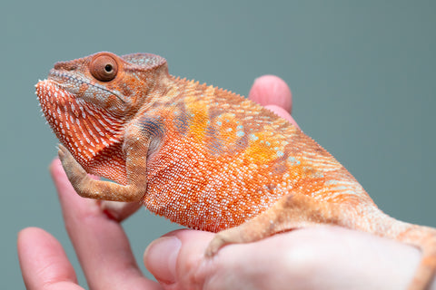 Holdbacks/Individuals: Ambilobe offspring from "Manamanga-anina" (AKA Blue Breeze) x "Sira" (AKA Salt) - Hatched June/July 2025 - Female #1