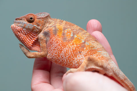 Holdbacks/Individuals: Ambilobe offspring from "Manamanga-anina" (AKA Blue Breeze) x "Sira" (AKA Salt) - Hatched June/July 2025 - Female #1