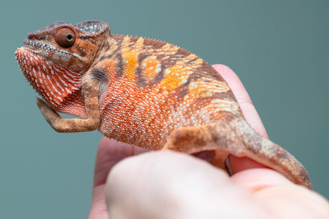 Holdbacks/Individuals: Ambilobe offspring from "Manamanga-anina" (AKA Blue Breeze) x "Sira" (AKA Salt) - Hatched June/July 2025 - Female #1