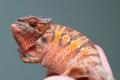 Holdbacks/Individuals: Ambilobe offspring from "Manamanga-anina" (AKA Blue Breeze) x "Sira" (AKA Salt) - Hatched June/July 2025 - Female #1