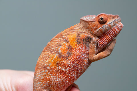 Holdbacks/Individuals: Ambilobe offspring from "Manamanga-anina" (AKA Blue Breeze) x "Sira" (AKA Salt) - Hatched June/July 2025 - Female #1