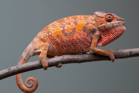 Holdbacks/Individuals: Ambilobe offspring from "Manamanga-anina" (AKA Blue Breeze) x "Sira" (AKA Salt) - Hatched June/July 2025 - Female #1