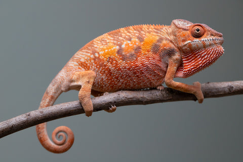 Holdbacks/Individuals: Ambilobe offspring from "Manamanga-anina" (AKA Blue Breeze) x "Sira" (AKA Salt) - Hatched June/July 2025 - Female #1