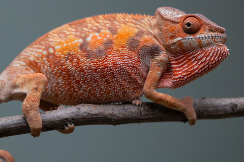 Holdbacks/Individuals: Ambilobe offspring from "Manamanga-anina" (AKA Blue Breeze) x "Sira" (AKA Salt) - Hatched June/July 2025 - Female #1