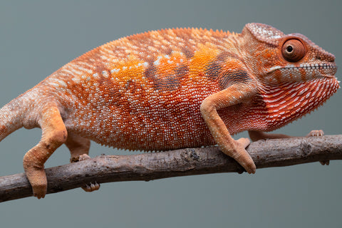 Holdbacks/Individuals: Ambilobe offspring from "Manamanga-anina" (AKA Blue Breeze) x "Sira" (AKA Salt) - Hatched June/July 2025 - Female #1