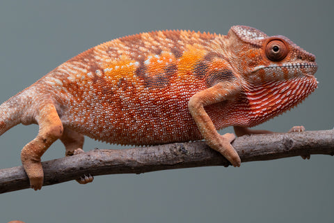 Holdbacks/Individuals: Ambilobe offspring from "Manamanga-anina" (AKA Blue Breeze) x "Sira" (AKA Salt) - Hatched June/July 2025 - Female #1