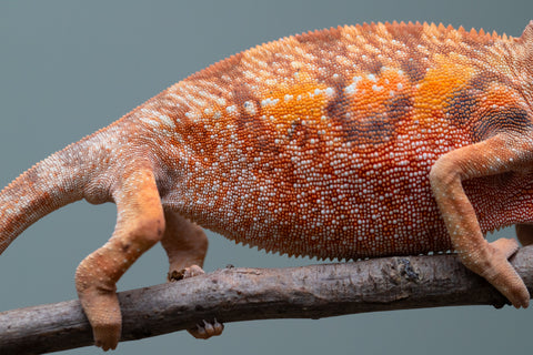 Holdbacks/Individuals: Ambilobe offspring from "Manamanga-anina" (AKA Blue Breeze) x "Sira" (AKA Salt) - Hatched June/July 2025 - Female #1