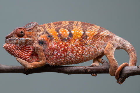 Holdbacks/Individuals: Ambilobe offspring from "Manamanga-anina" (AKA Blue Breeze) x "Sira" (AKA Salt) - Hatched June/July 2025 - Female #1