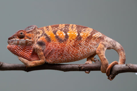 Holdbacks/Individuals: Ambilobe offspring from "Manamanga-anina" (AKA Blue Breeze) x "Sira" (AKA Salt) - Hatched June/July 2025 - Female #1