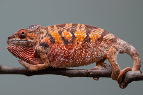 Holdbacks/Individuals: Ambilobe offspring from "Manamanga-anina" (AKA Blue Breeze) x "Sira" (AKA Salt) - Hatched June/July 2025 - Female #1