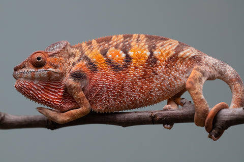 Holdbacks/Individuals: Ambilobe offspring from "Manamanga-anina" (AKA Blue Breeze) x "Sira" (AKA Salt) - Hatched June/July 2025 - Female #1