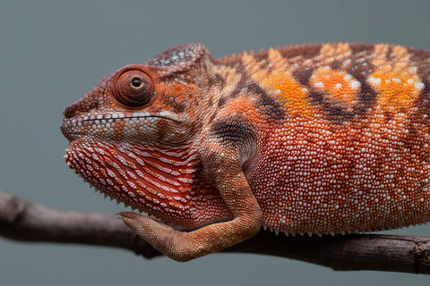 Holdbacks/Individuals: Ambilobe offspring from "Manamanga-anina" (AKA Blue Breeze) x "Sira" (AKA Salt) - Hatched June/July 2025 - Female #1