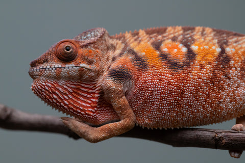 Holdbacks/Individuals: Ambilobe offspring from "Manamanga-anina" (AKA Blue Breeze) x "Sira" (AKA Salt) - Hatched June/July 2025 - Female #1