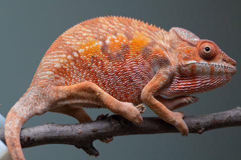 Holdbacks/Individuals: Ambilobe offspring from "Manamanga-anina" (AKA Blue Breeze) x "Sira" (AKA Salt) - Hatched June/July 2025 - Female #1