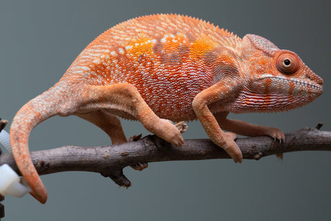 Holdbacks/Individuals: Ambilobe offspring from "Manamanga-anina" (AKA Blue Breeze) x "Sira" (AKA Salt) - Hatched June/July 2025 - Female #1