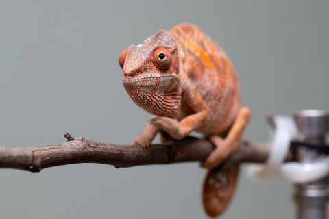 Holdbacks/Individuals: Ambilobe offspring from "Manamanga-anina" (AKA Blue Breeze) x "Sira" (AKA Salt) - Hatched June/July 2025 - Female #1