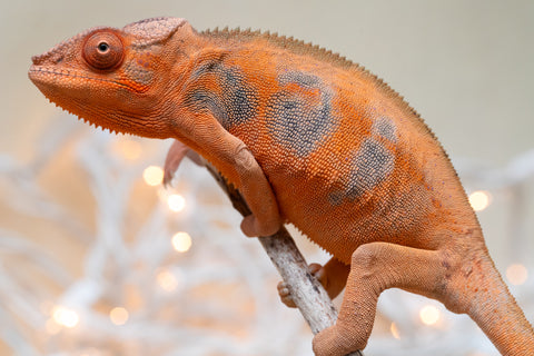 Holdbacks/Individuals: Ambilobe Offspring From "Manamanga-anina" (AKA Blue Breeze) x "Sira" (AKA Salt) - Hatched June/July 2025 - Female #2