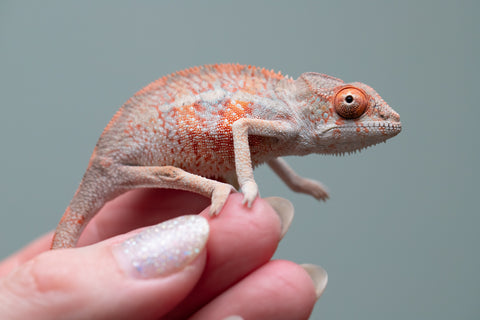 Holdbacks/Individuals: Ambilobe offspring from "Manamanga-anina" (AKA Blue Breeze) x "Sira" (AKA Salt) - Hatched June/July 2025 - Male #1