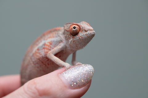 Holdbacks/Individuals: Ambilobe offspring from "Manamanga-anina" (AKA Blue Breeze) x "Sira" (AKA Salt) - Hatched June/July 2025 - Male #1