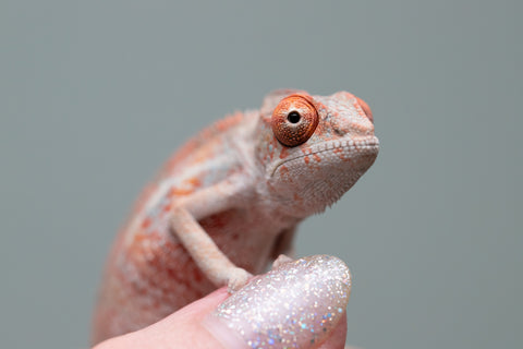 Holdbacks/Individuals: Ambilobe offspring from "Manamanga-anina" (AKA Blue Breeze) x "Sira" (AKA Salt) - Hatched June/July 2025 - Male #1