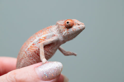Holdbacks/Individuals: Ambilobe offspring from "Manamanga-anina" (AKA Blue Breeze) x "Sira" (AKA Salt) - Hatched June/July 2025 - Male #1