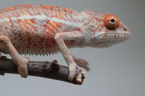 Holdbacks/Individuals: Ambilobe offspring from "Manamanga-anina" (AKA Blue Breeze) x "Sira" (AKA Salt) - Hatched June/July 2025 - Male #1