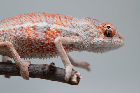 Holdbacks/Individuals: Ambilobe offspring from "Manamanga-anina" (AKA Blue Breeze) x "Sira" (AKA Salt) - Hatched June/July 2025 - Male #1