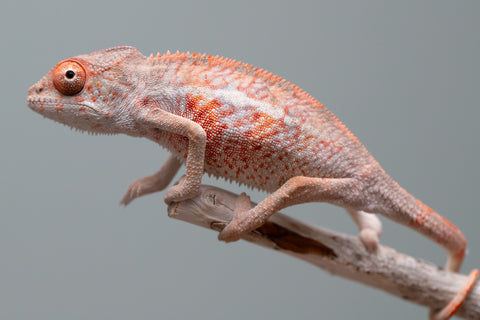 Holdbacks/Individuals: Ambilobe offspring from "Manamanga-anina" (AKA Blue Breeze) x "Sira" (AKA Salt) - Hatched June/July 2025 - Male #1