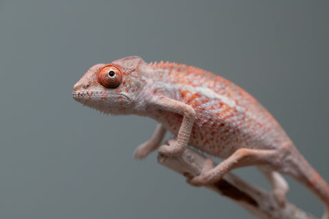 Holdbacks/Individuals: Ambilobe offspring from "Manamanga-anina" (AKA Blue Breeze) x "Sira" (AKA Salt) - Hatched June/July 2025 - Male #1