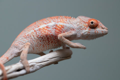 Holdbacks/Individuals: Ambilobe offspring from "Manamanga-anina" (AKA Blue Breeze) x "Sira" (AKA Salt) - Hatched June/July 2025 - Male #1