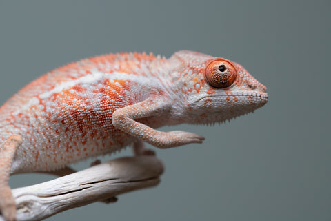 Holdbacks/Individuals: Ambilobe offspring from "Manamanga-anina" (AKA Blue Breeze) x "Sira" (AKA Salt) - Hatched June/July 2025 - Male #1