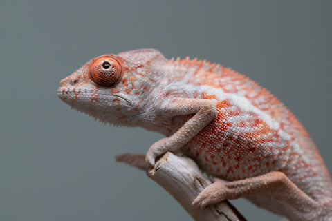 Holdbacks/Individuals: Ambilobe offspring from "Manamanga-anina" (AKA Blue Breeze) x "Sira" (AKA Salt) - Hatched June/July 2025 - Male #1