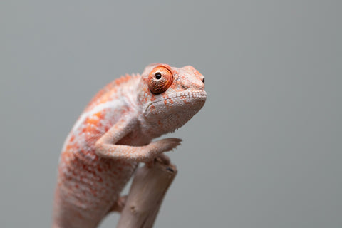 Holdbacks/Individuals: Ambilobe offspring from "Manamanga-anina" (AKA Blue Breeze) x "Sira" (AKA Salt) - Hatched June/July 2025 - Male #1