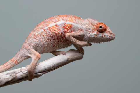 Holdbacks/Individuals: Ambilobe offspring from "Manamanga-anina" (AKA Blue Breeze) x "Sira" (AKA Salt) - Hatched June/July 2025 - Male #1