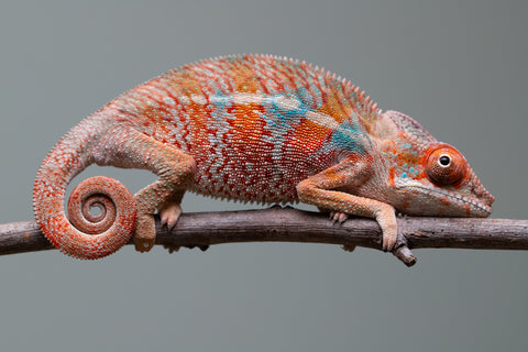 Holdbacks/Individuals: Ambilobe offspring from "Manamanga-anina" (AKA Blue Breeze) x "Sira" (AKA Salt) - Hatched June/July 2025 - Male #3