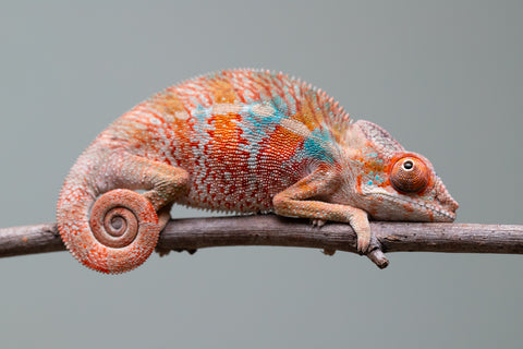 Holdbacks/Individuals: Ambilobe offspring from "Manamanga-anina" (AKA Blue Breeze) x "Sira" (AKA Salt) - Hatched June/July 2025 - Male #3