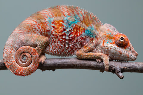 Holdbacks/Individuals: Ambilobe offspring from "Manamanga-anina" (AKA Blue Breeze) x "Sira" (AKA Salt) - Hatched June/July 2025 - Male #3