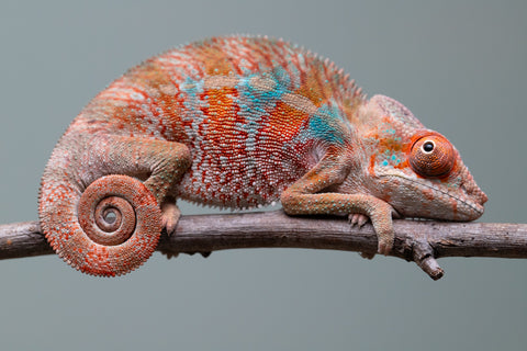 Holdbacks/Individuals: Ambilobe offspring from "Manamanga-anina" (AKA Blue Breeze) x "Sira" (AKA Salt) - Hatched June/July 2025 - Male #3