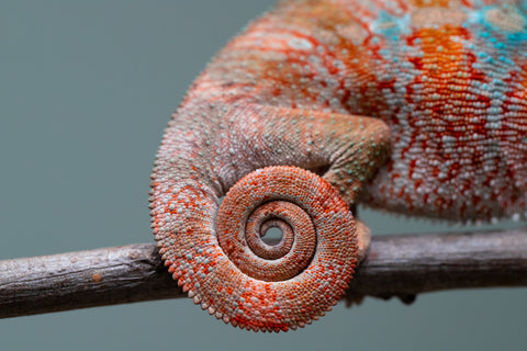 Holdbacks/Individuals: Ambilobe offspring from "Manamanga-anina" (AKA Blue Breeze) x "Sira" (AKA Salt) - Hatched June/July 2025 - Male #3