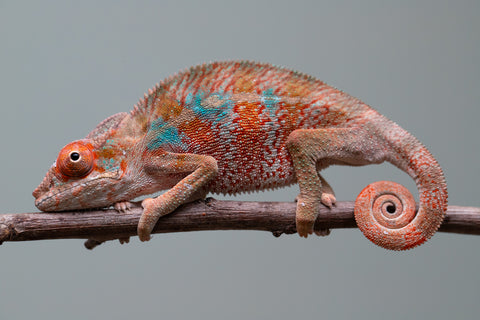 Holdbacks/Individuals: Ambilobe offspring from "Manamanga-anina" (AKA Blue Breeze) x "Sira" (AKA Salt) - Hatched June/July 2025 - Male #3