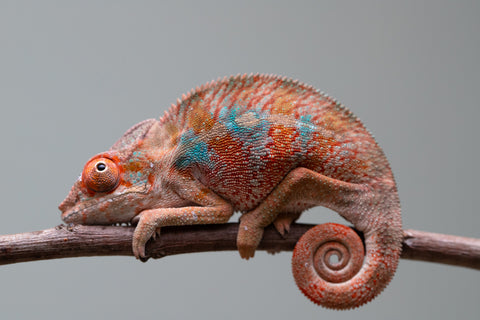 Holdbacks/Individuals: Ambilobe offspring from "Manamanga-anina" (AKA Blue Breeze) x "Sira" (AKA Salt) - Hatched June/July 2025 - Male #3