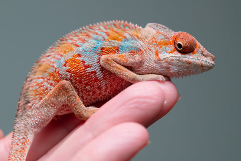 Holdbacks/Individuals: Ambilobe offspring from "Manamanga-anina" (AKA Blue Breeze) x "Sira" (AKA Salt) - Hatched June/July 2025 - Male #3