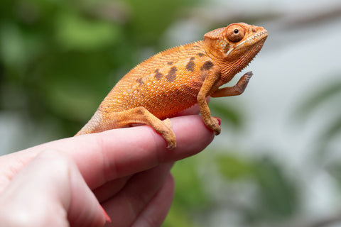 Ambilobe From "Manamanga-anina" (AKA Blue Breeze) x "Volamena-vovoka" (AKA Gold Dust) - Hatched Jan - Feb 2026 - Female #1