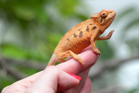 Ambilobe From "Manamanga-anina" (AKA Blue Breeze) x "Volamena-vovoka" (AKA Gold Dust) - Hatched Jan - Feb 2026 - Female #1