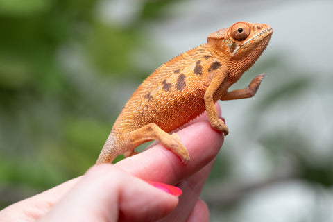 Ambilobe From "Manamanga-anina" (AKA Blue Breeze) x "Volamena-vovoka" (AKA Gold Dust) - Hatched Jan - Feb 2026 - Female #1